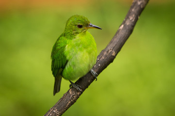 Green Honeycreeper.