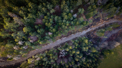 The forest from above