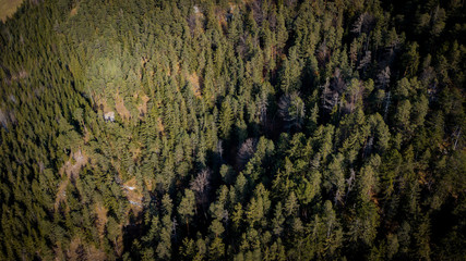 The forest from above