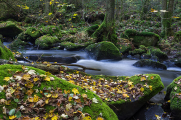 Forest river with rocks