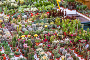 Succulent Plants Exposed To The Market