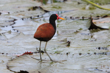 Wattled Jacana