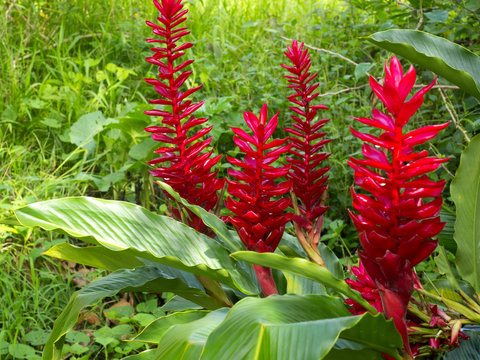 Beautiful Red Tropical Flowers, Yasuni National Park, Ecuador