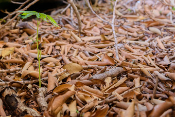 Renewal - new growth