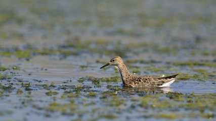 Ruff (Philomachus pugnax)