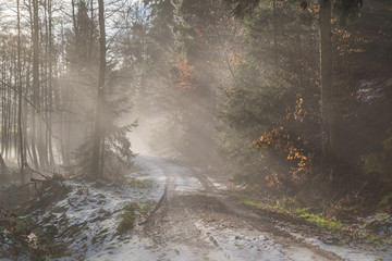 foggy road in the forest