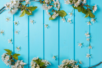 White blossom flowers on blue wooden backgrounds.