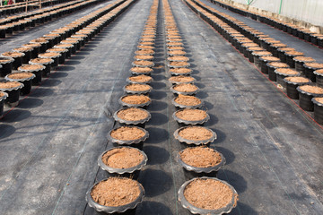 pots ready to be used
