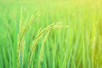 Growth of Rice spike in green rice field.