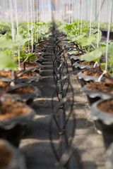 Drip irrigation system for organic melon plant