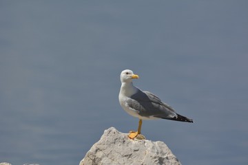 Yellow-legged Gull (Larus michahellis)