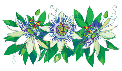 Vector horizontal garland with outline tropical blue Passiflora or Passion flowers, bud, leaves and tendril isolated on white background. Ornate floral in contour style for exotic summer design.