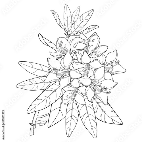 Download "Vector branch with outline Rhododendron or Alpine rose flower in black isolated on white ...