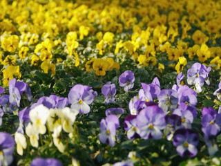 lot of yellow purple flowers