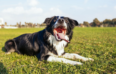 Border Collie Dog Sitting in Park