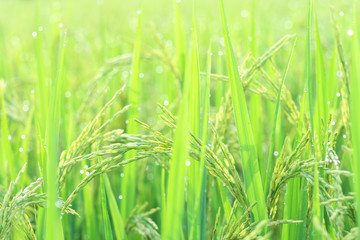 Ear of rice against green rice paddy background in the morning time. 