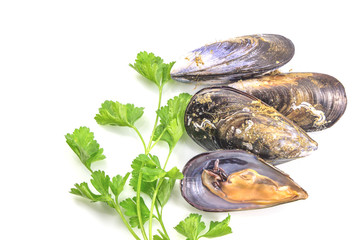 Fresh mussel, boiled mussels, seafood with green parsley isolated on white background with clipping path.