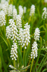 Muscari botryoides album or white grape hyacinth flowers with green 