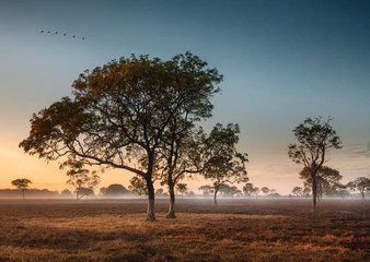 Fototapeta na wymiar Dawn mist in the Australian Outback (Darwin, Northern Territory)