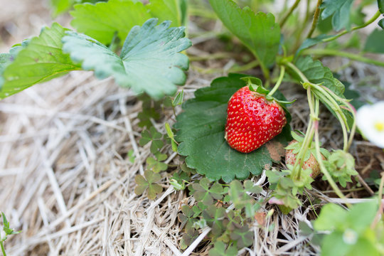fresh organic strawberries plant