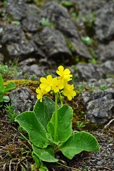 Alpenaurikel (Primula auricula)