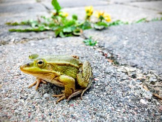 green frog looking curiously at the camera