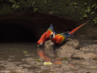 Obraz premium Scarlet Macaw, Ara macao, drinking from warthole, Yasuni National Park, Ecuador