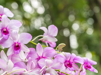 Naklejka na ściany i meble Beautiful purple orchid, Dendrobium.