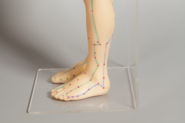 Medical acupuncture model of human feet 