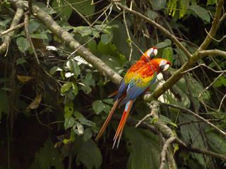 Scarlet Macaw, Ara macao, on the tree, Yasuni National Park, Ecuador
