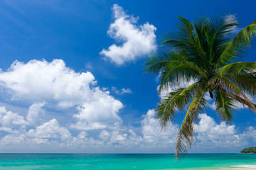 Fototapeta na wymiar Blue sea and sky with coconut palm tree on Surin Beach, Phuket Island, Thailand.