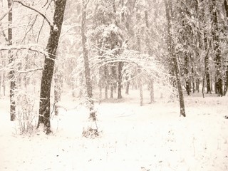 Forest after first snowfall in the winter season , snow, trees, fog, winter landscape, snow falling from trees,relaxing nature. .