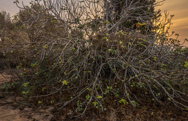 Golden autumn. Meeting dawn. Israel Middle East