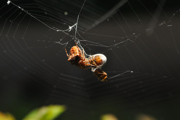 Spider eating prey in web. Spider eat a small insect
