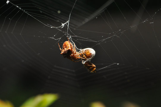Spider eating prey in web. Spider eat a small insect
