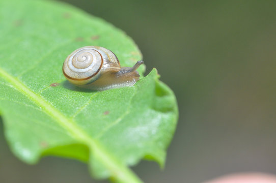 Little snail crawling on green leaf in garden in morning. Snail in the natural wetland habitats