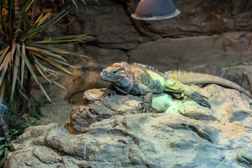 Beautiful lizard, Rhinoceros iguana, Cyclura cornuta