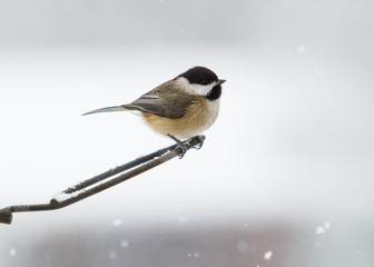 Carolina Chickadee in a snow storm
