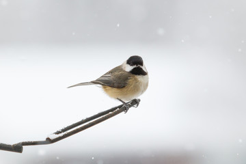 Carolina Chickadee in a snow storm