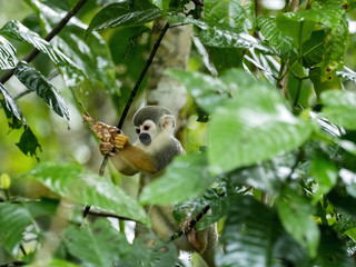 Naklejka premium Saimiri sciureus, zwyczajna małpa wiewiórki, jest stosunkowo liczna, rzeka Napo, Park Narodowy Yasuni, Ekwador