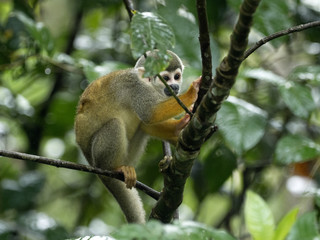 Obraz premium Saimiri sciureus, Common squirrel monkey, is relatively abundant, River Napo, Yasuni National Park, Ecuador