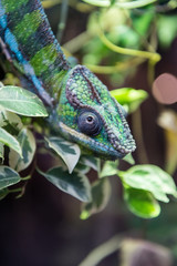 Chameleon on the tree among green leaves