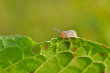 Little snail crawling on green leaf in garden in morning. Snail in the natural wetland habitats