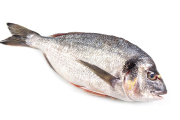 Fresh raw sea fish with green parsley isolated on white background, Healthy food concept, with a clipping path top view.