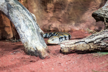 Fototapeta na wymiar Blue tongue lizard - (Tiliqua scincoides) 