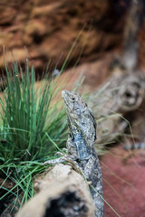 Frilled Lizard dragon reptile - Chlamydosaurus kingii