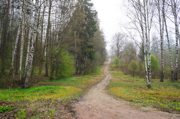 Fototapeta premium Misty spring forest. 