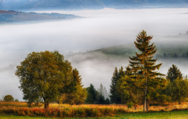 Fototapeta premium foggy morning. a picturesque autumn dawn in the Carpathian Mountains