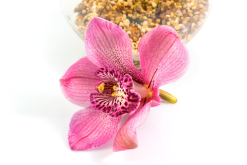 Close up beautiful pink flower, orchid flower, isolated on white background, with clipping path.
