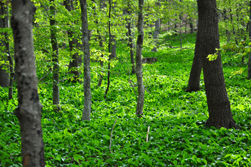 Wild garlic ramson or bear garlic growing in forest in spring. Ramson field under a mountain